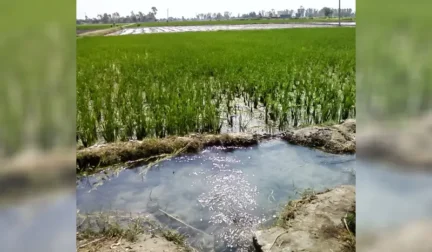 punjab water and soil