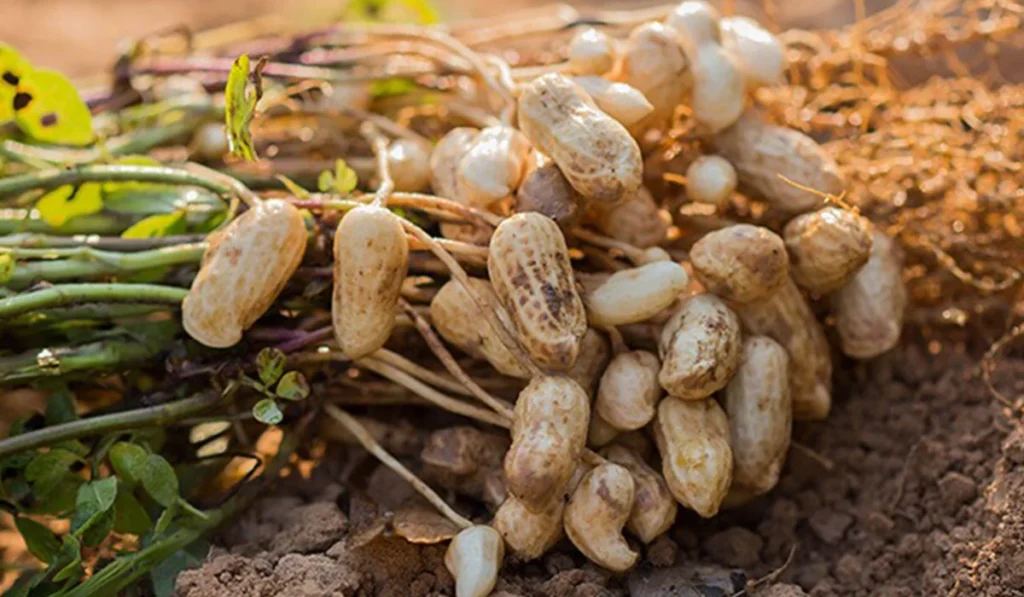 The Rise of the ‘Yellow Revolution’ in Punjab and the Expansion of Oilseed Cultivation 5 Groundnut crop