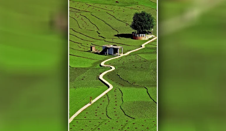 Peepal Sahib of Bageshwar