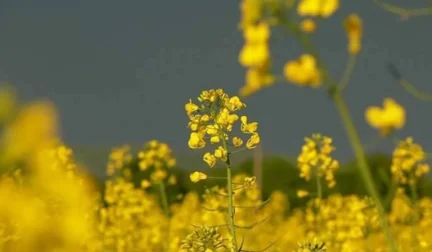 The Rise of ‘Yellow Revolution