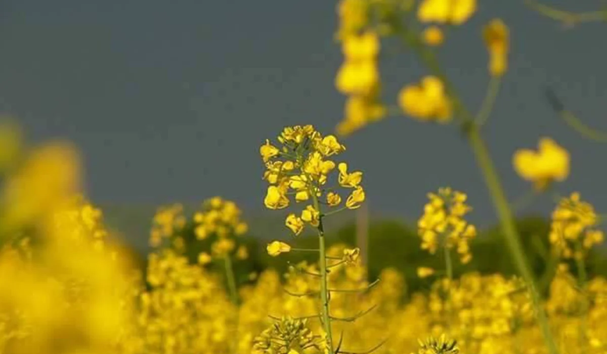 The Rise of the ‘Yellow Revolution’ in Punjab and the Expansion of Oilseed Cultivation 3 The Rise of ‘Yellow Revolution
