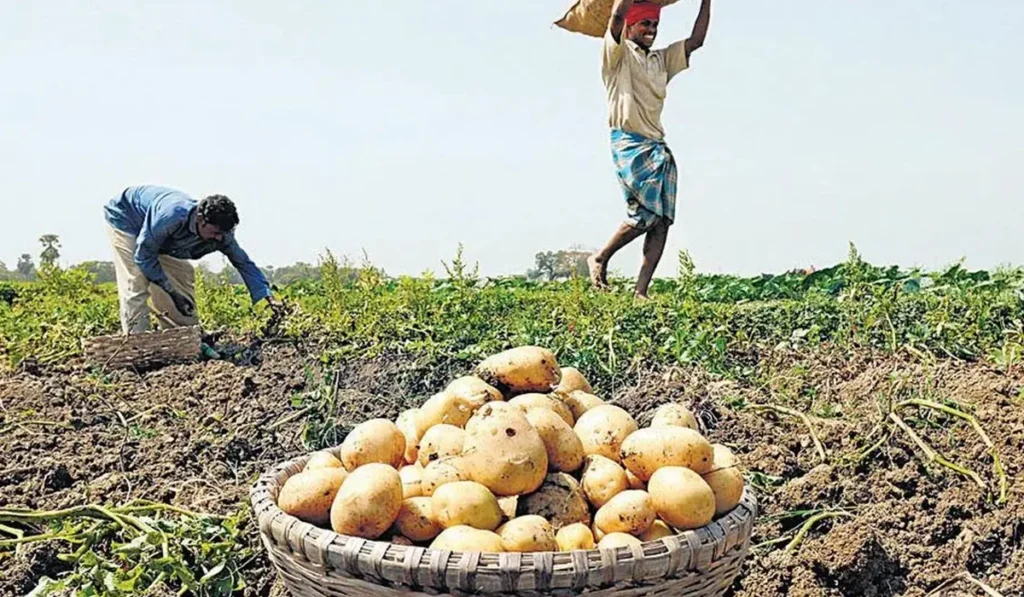 Farmers Waiting for Governments to Hold Their Hand, ‘Only the One Who Suffers Knows the Pain’ 6 Low prices of crops