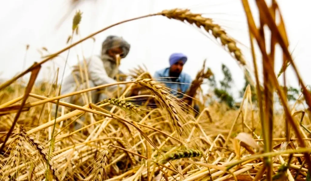 Farmers Waiting for Governments to Hold Their Hand, ‘Only the One Who Suffers Knows the Pain’ 5 traditional crop cycle
