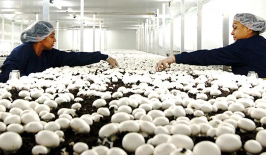 three varieties for mushroom cultivation