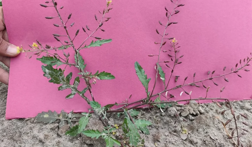 Deadly weeds