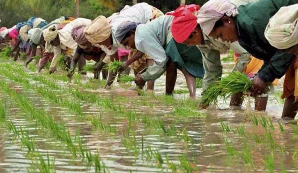 Direct sowing of paddy