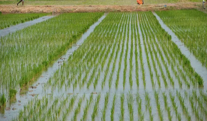 Punjabs declining groundwater level