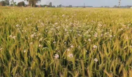 crisis in Punjabs agriculture