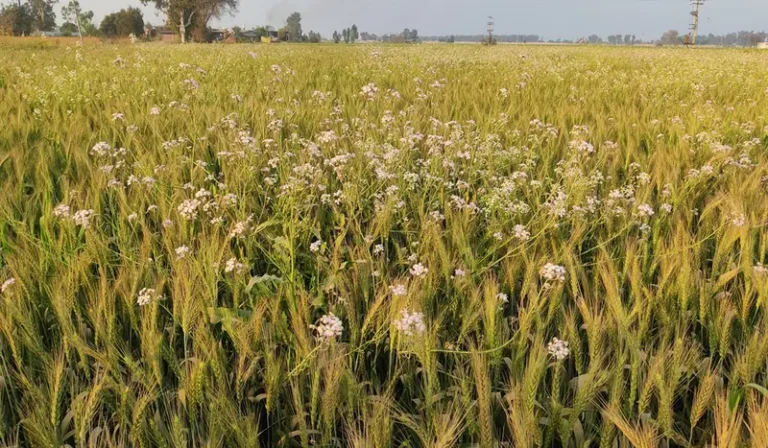 New Threat to Punjab’s Agriculture: Dangerous Weeds Emerging After Floods 11 crisis in Punjabs agriculture