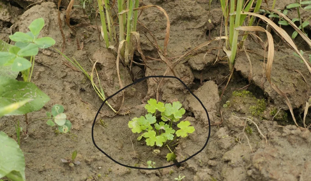 water coriander
