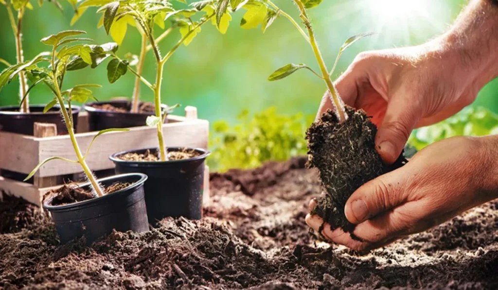 Horticulture: Not Just Farming, But an Advanced Science 4 increase in per capita