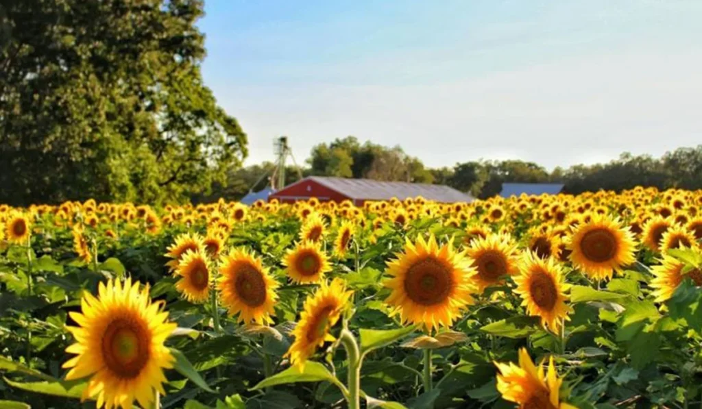 Ground reality and experiences of farmers