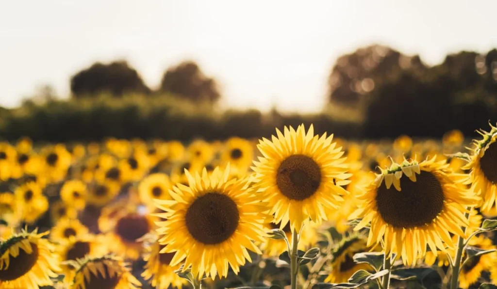 Scientific cultivation and modern techniques of sunflower