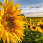 Sunflower returns to Punjab