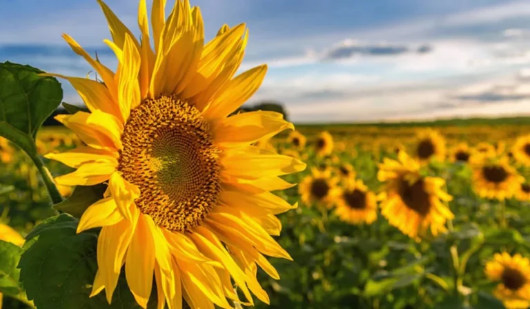 Sunflower returns to Punjab