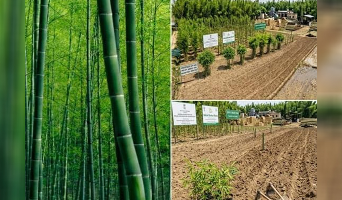 Bamboo farming in Punjab 1