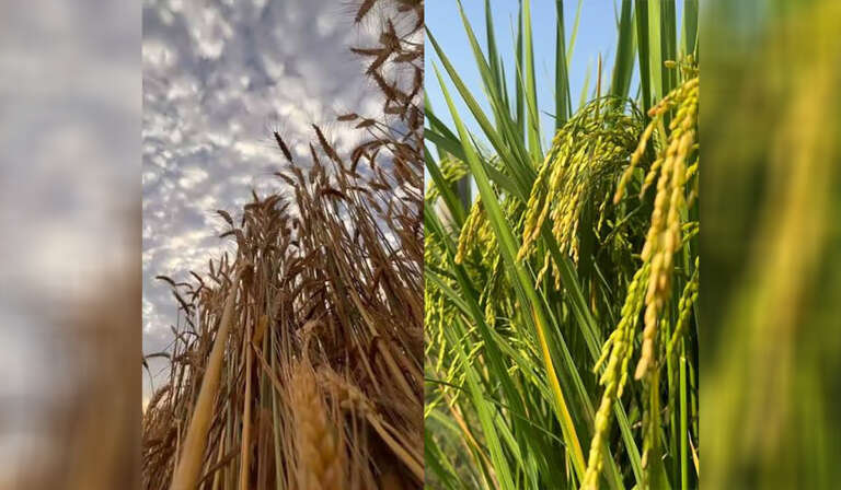 Challenges of paddy wheat crop rotation 768x448 1