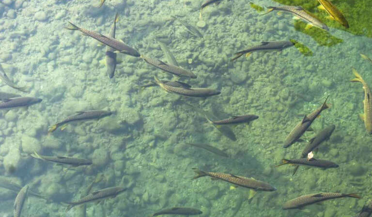 Fish farming