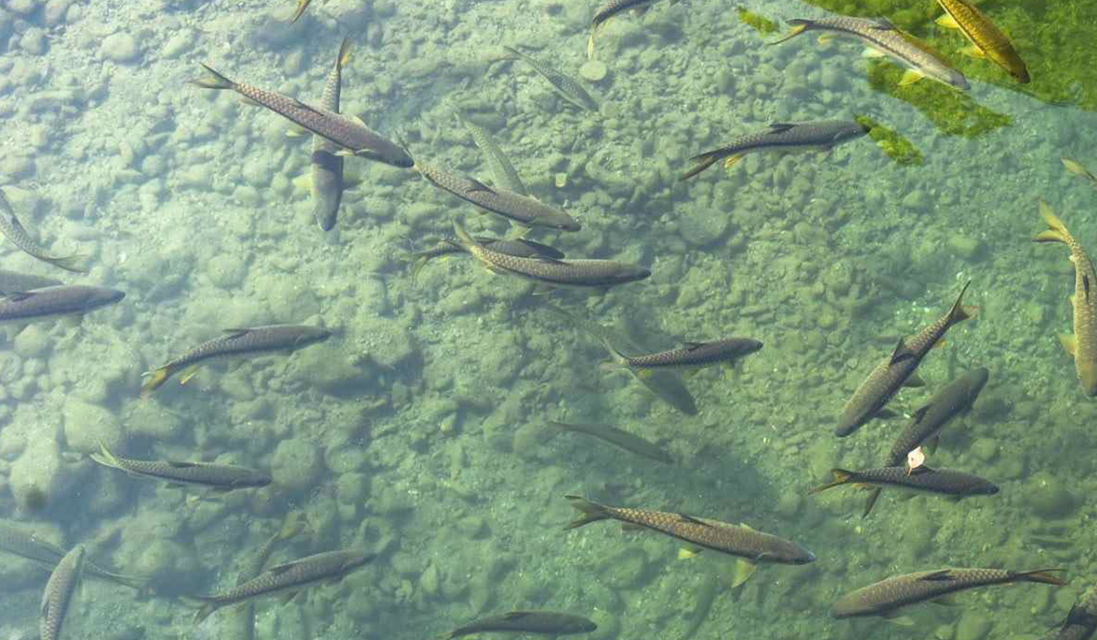 Fish farming