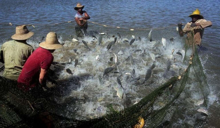 Fish of the carp category 768x448 1