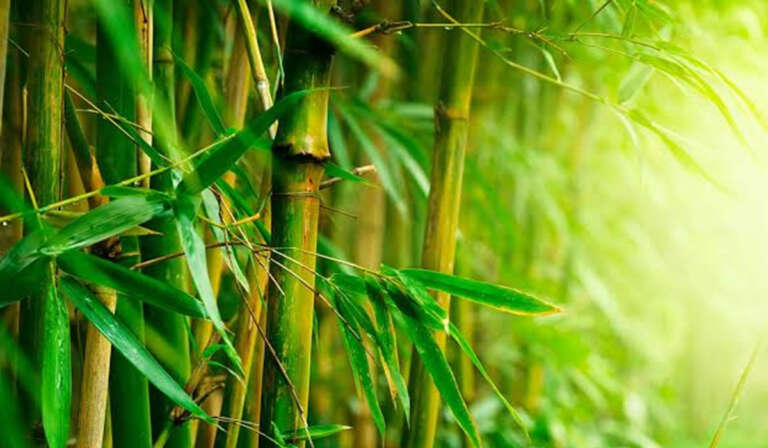 National Bamboo Mission initiative 768x448 1