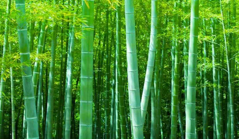 Potential benefits of bamboo farming 768x448 1