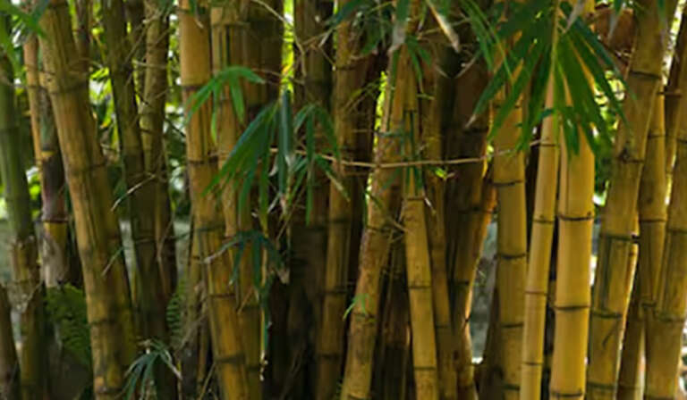 What is made from bamboo 768x448 1