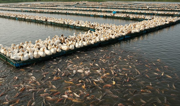 fish duck 768x453 2