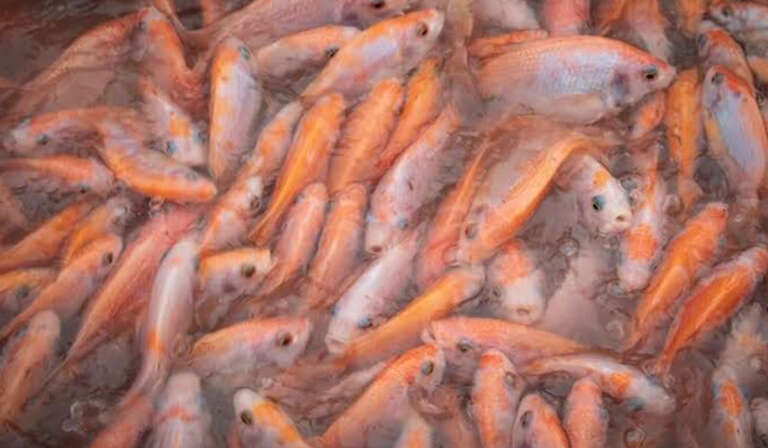 fish farming is a good source of income 768x448 1