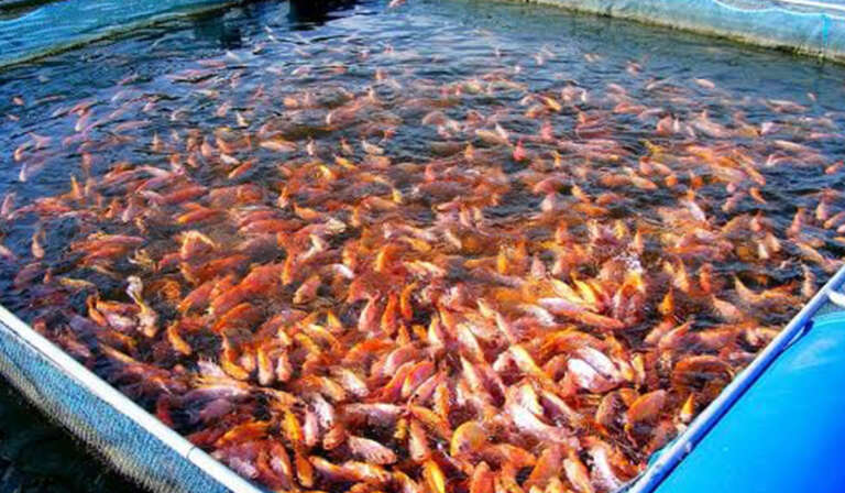 fish pond 768x448 1