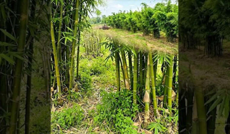 important feature of bamboo 768x448 1