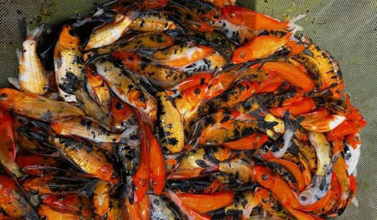 integrated fish farming 768x448 2