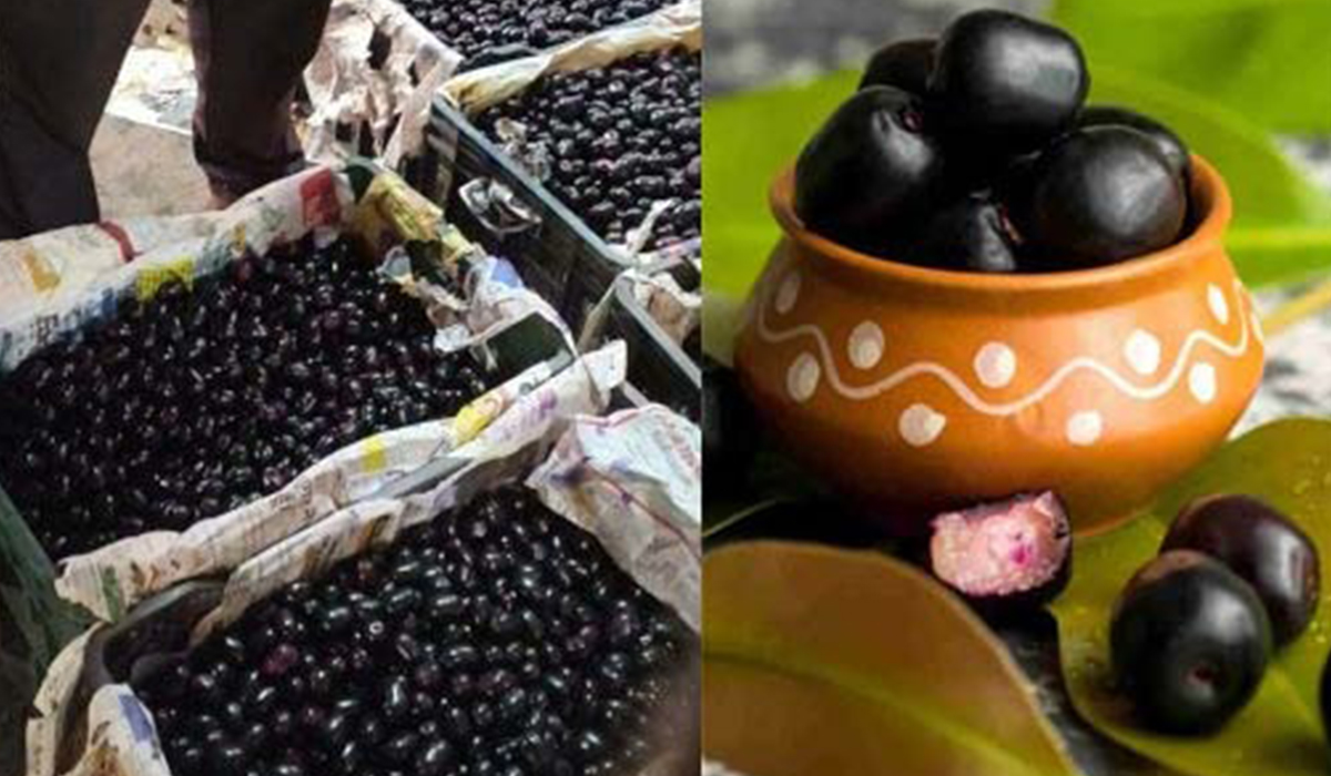 Asia's First Jamun Market to be Built in Punjab 3 Asias First Jamun Market