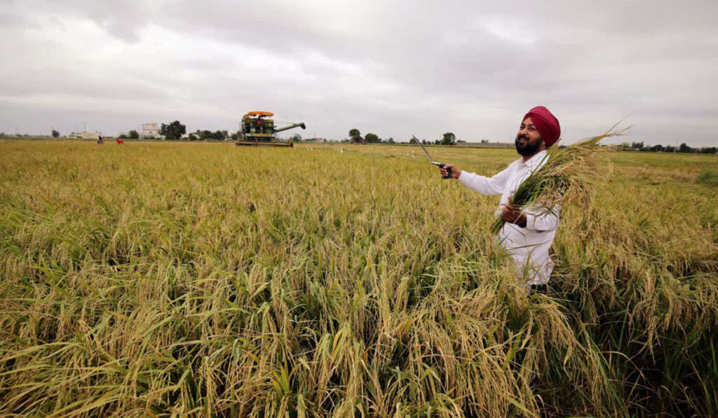 From Paddy to Prosperity