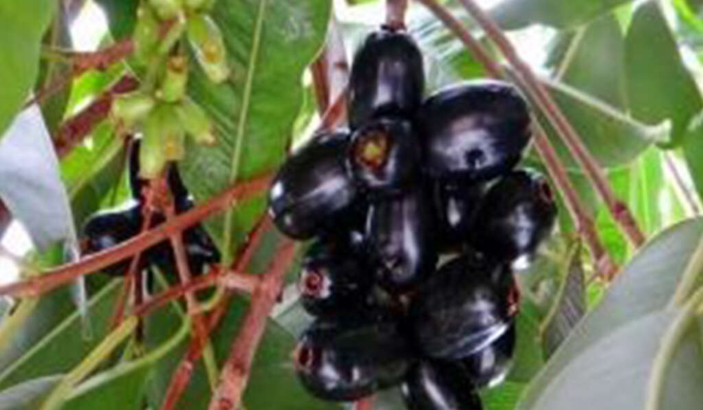 Asia's First Jamun Market to be Built in Punjab 7 Market related employment opportunities 1024x597 1