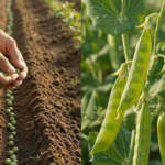 Pea Cultivation