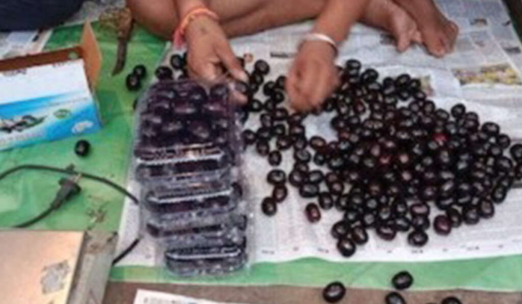 Asia's First Jamun Market to be Built in Punjab 5 new market in Arniwala 1024x597 1